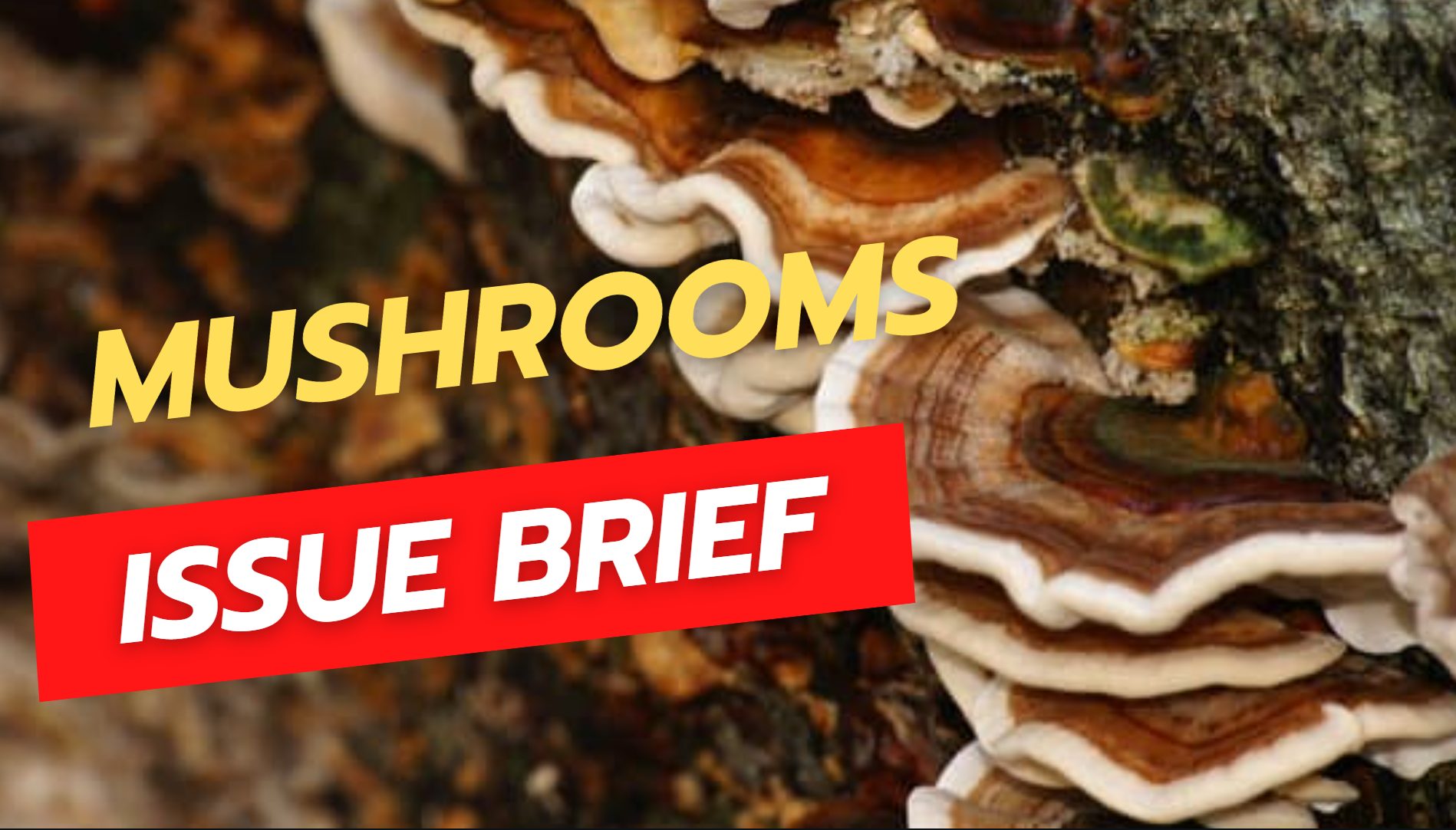 Mushrooms